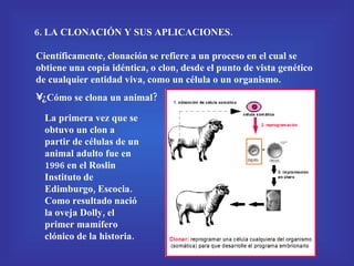 6. LA CLONACIÓN Y SUS APLICACIONES. Científicamente, clonación se refiere a un proceso en el cual se obtiene una copia idéntica, o clon, desde el punto de vista genético de cualquier entidad viva, como un célula o un organismo. ¿Cómo se clona un animal? La primera vez que se obtuvo un clon a partir de células de un animal adulto fue en 1996 en el Roslin Instituto de Edimburgo, Escocia. Como resultado nació la oveja Dolly, el primer mamífero clónico de la historia.  
