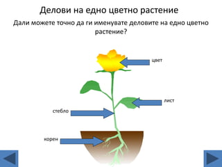 Delovi_cvetni_rastenija.pptx