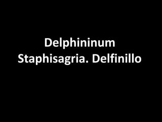 DelphininumStaphisagria. Delfinillo 