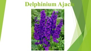 Delphinium Ajacis
 