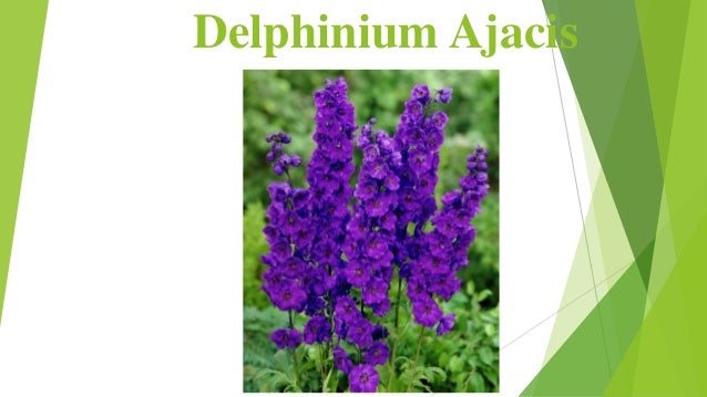 Delphinium Ajacis