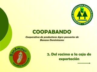 COOPABANDO
Cooperativa de productores Agro-pecuarios de
Banano Dominicanos
2. Del racimo a la caja de
exportación
 
