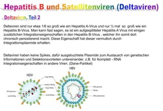 Deltaviren sind nur etwa 1/6 so groß wie ein Hepatitis A-Virus und nur ½ mal so groß wie ein
Hepatitis B-Virus. Man kann fast sagen, es ist ein aufgesplitteter Hepatitis A Virus mit einigen
zusätzlichen Integrationseigenschaften in den Hepatitis B-Virus , welcher ihn somit dort
chronisch persistierend macht. Diese Eigenschaft hat dieser vermutlich durch
Integrattionsplasmide erhalten.
Deltaviren haben keine Spikes, dafür ausgebuchtete Plasmide zum Austausch von genetischen
Informationen und Selektionsvorteilen untereinander. z.B. für Komplett - RNA
Integrationseigenschaften in andere Viren. (Dane-Partikel)
 