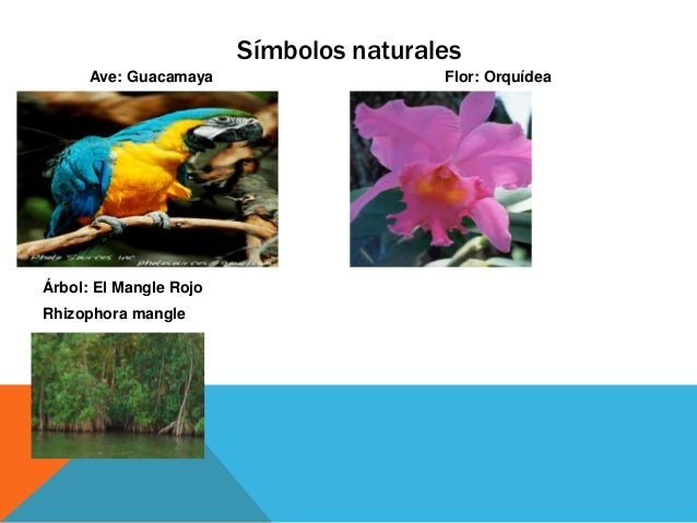 Simbolos Naturales Del Estado Delta Amacuro | delta amacuro Simbolos Naturales Del Estado Delta Amacuro | delta amacuro