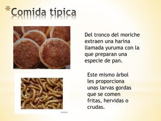 *
Del tronco del moriche
extraen una harina
llamada yuruma con la
que preparan una
especie de pan.
Este mismo árbol
les proporciona
unas larvas gordas
que se comen
fritas, hervidas o
crudas.
 