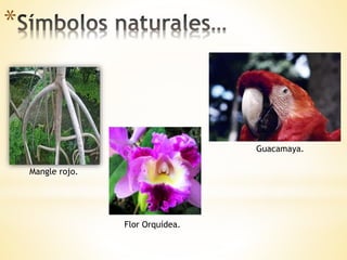 *
Mangle rojo.
Flor Orquídea.
Guacamaya.
 
