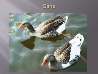 Delta axios,thanasis,jannis