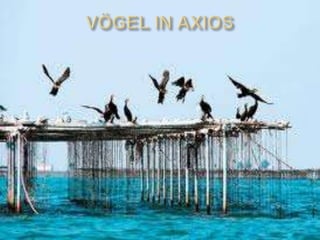 Delta axios,thanasis,jannis