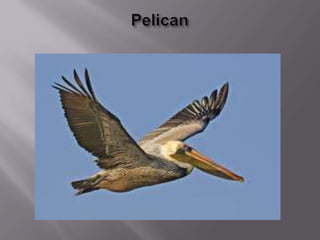 Delta axios,thanasis,jannis