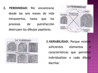 2.   PERENNIDAD:          Por   encontrarse
     desde los seis meses de vida
     intrauterina,    hasta       que    los
     procesos        de         putrefacción
     destruyen los dibujos papilares.



                                      3.VARIABILIDAD: Porque existen
                                        suficientes   elementos   o
                                        características que permiten
                                        individualizar a cada dibujo
                                        dactilar.
 