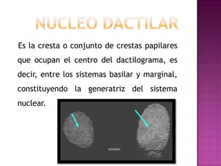 Es la cresta o conjunto de crestas papilares
que ocupan el centro del dactilograma, es
decir, entre los sistemas basilar y marginal,
constituyendo la generatriz del sistema
nuclear.
 