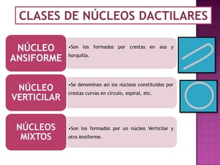 CLASES DE NÚCLEOS DACTILARES

 NÚCLEO      •Son los formados por crestas en asa y

ANSIFORME    horquilla.




             •Se denominan así los núcleos constituidos por
 NÚCLEO      crestas curvas en círculo, espiral, etc.
VERTICILAR


 NÚCLEOS     •Son los formados por un núcleo Verticilar y
  MIXTOS     otro Ansiforme.
 