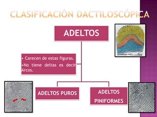 ADELTOS

• Carecen de estas figuras.
•No tiene deltas es decir
Arcos.




        ADELTOS PUROS          ADELTOS
                              PINIFORMES
 
