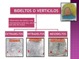 BIDELTOS O VERTICILOS

 • Observamos dos deltas o más.
 • Normalmente serán dos, uno a
 cada lado del núcleo.




EXTRADELTOS            INTRADELTOS   MESODELTOS
 