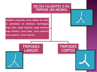 DELTAS SALIENTES O EN
                              TRÍPODE (EN NEGRO)


También conocidos como deltas en rama.
Se presentan en distintas morfologías,
largo total, largo superior, largo exterior,
largo interior, corto total, corto superior,
corto exterior, corto interior.




                 TRÍPODES                      TRÍPODES
                  LARGOS                        CORTOS
 