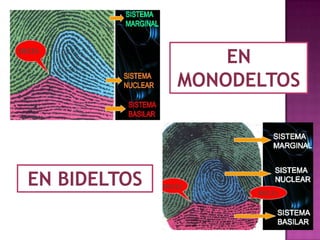 EN
              MONODELTOS




EN BIDELTOS
 