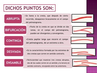 DICHOS PUNTOS SON:
           • Se llama a la cresta, que después de cierto
ABRUPTA       recorrido, desaparece bruscamente en el campo
              del pelmatograma.

                 • Punto de la cresta en que se divide en dos
BIFURCACIÓN        ramas, en el campo del pelmatograma,
                   pueden ser divergentes y convergentes.


              •Cresta papilar larga que recorre el campo
CONTINÚA
              del pelmatograma, de un extremo a otro.


              • Es la característica formada por los extremos de
DESVIADA       dos crestas que corren en sentido contrario.


              • Particularidad que muestran tres crestas abruptas,
ENSAMBLE       dos de las cuales corren en un sentido y la tercera en
               sentido contrario, encajando entre las anteriores.
 