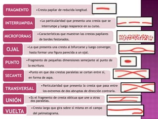 FRAGMENTO        • Cresta papilar de reducida longitud.


                    • La particularidad que presenta una cresta que se
INTERRUMPIDA
                     interrumpe y luego reaparece en su curso.

                  • Características que muestran las crestas papilares
MICROFORMAS
                   de bordes festonados.

          • La que presenta una cresta al bifurcarse y luego converger,
OJAL        hasta formar una figura parecida a un ojal.

          • Fragmento de pequeñas dimensiones semejante al punto de
PUNTO
           la escritura.

            •Punto en que dos crestas paralelas se cortan entre sí,
SECANTE     en forma de aspa.

                     • Particularidad que presenta la cresta que pasa entre
TRANSVERSAL           los extremos de dos abruptas de dirección contraría.

            • Es el fragmento de cresta oblicua que une a otras
UNIÓN         dos paralelas.

             • Cresta larga quo gira sobre sí misma en el campo
VUELTA         del pelmatograma.
 