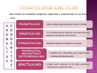 Que estudia las anomalías congénitas, adquiridas y amputaciones en los seres
    vivos.

             POLIDACTILIA (AD)         • Una o ambas manos presentan más de 5 dedos.
A   C
N   O
                                       •   2 o más dedos aparecen unidos por una muestra que da la
O   N        SINDACTILIA (SD)          impresión de una pata de rana o de pato.

M   G
A   É        EXTRADACTILIA (ED)        •Presenta menos de 5 dedos en las manos.

L   N
               NACRODACTILIA,
Í   I          MEGADACTILIA O                • Cuando uno o más dedos de la mano tienen

A   T        DACTILOMEGALIA (MD)               un desarrollo desmesurado.

S   A
    S        ADACTILIA (AD)            • Cuando carece totalmente de los dedos presentando
                                           solamente de la palma de la mano.
 