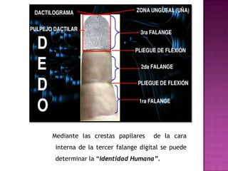 Mediante las crestas papilares   de la cara
interna de la tercer falange digital se puede
determinar la “Identidad Humana”.
 
