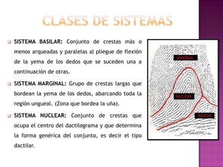    SISTEMA BASILAR: Conjunto de crestas más o
    menos arqueadas y paralelas al pliegue de flexión
    de la yema de los dedos que se suceden una a
    continuación de otras.

   SISTEMA MARGINAL: Grupo de crestas largas que
    bordean la yema de los dedos, abarcando toda la
    región ungueal. (Zona que bordea la uña).

   SISTEMA NUCLEAR: Conjunto de crestas que
    ocupa el centro del dactilograma y que determina
    la forma genérica del conjunto, es decir el tipo
    dactilar.
 