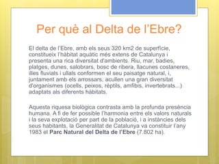 Per què al Delta de l’Ebre?
El delta de l’Ebre, amb els seus 320 km2 de superfície,
constitueix l’hàbitat aquàtic més extens de Catalunya i
presenta una rica diversitat d'ambients. Riu, mar, badies,
platges, dunes, salobrars, bosc de ribera, llacunes costaneres,
illes fluvials i ullals conformen el seu paisatge natural, i,
juntament amb els arrossars, acullen una gran diversitat
d'organismes (ocells, peixos, rèptils, amfibis, invertebrats...)
adaptats als diferents hàbitats.
Aquesta riquesa biològica contrasta amb la profunda presència
humana. A fi de fer possible l’harmonia entre els valors naturals
i la seva explotació per part de la població, i a instàncies dels
seus habitants, la Generalitat de Catalunya va constituir l’any
1983 el Parc Natural del Delta de l’Ebre (7.802 ha).
 