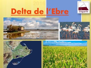 2016
Delta de l’Ebre
 