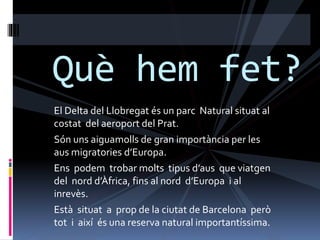 El Delta del Llobregat és un parc Natural situat al
costat del aeroport del Prat.
Són uns aiguamolls de gran importància per les
aus migratories d’Europa.
Ens podem trobar molts tipus d’aus que viatgen
del nord d’Àfrica, fins al nord d’Europa i al
inrevès.
Està situat a prop de la ciutat de Barcelona però
tot i així és una reserva natural importantíssima.
Què hem fet?
 