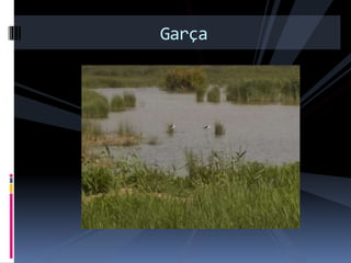 Garça
 