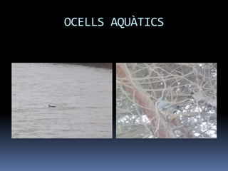 OCELLS AQUÀTICS
 