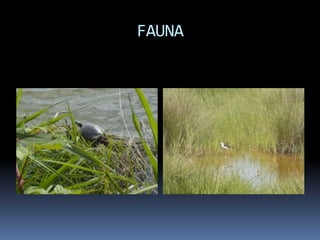 FAUNA
 