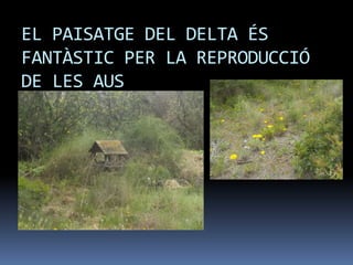EL PAISATGE DEL DELTA ÉS
FANTÀSTIC PER LA REPRODUCCIÓ
DE LES AUS
 