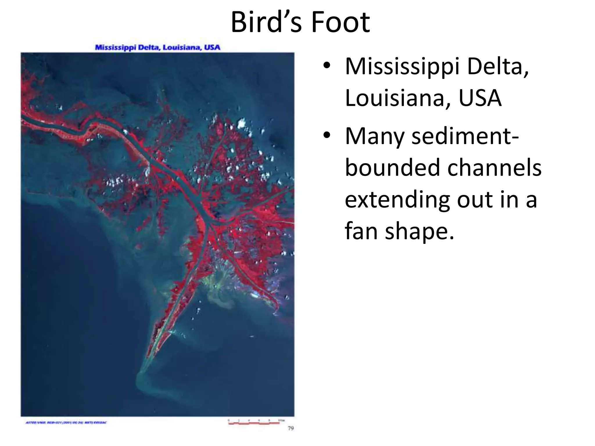 Bird’s Foot
       • Mississippi Delta,
         Louisiana, USA
       • Many sediment-
         bounded channels
         extending out in a
         fan shape.
 