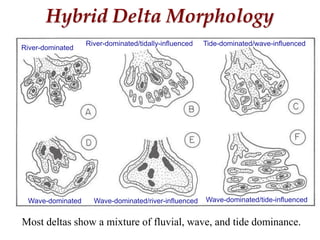 River-dominated
River-dominated/tidally-influenced Tide-dominated/wave-influenced
Wave-dominated Wave-dominated/river-influenced Wave-dominated/tide-influenced
Hybrid Delta Morphology
Most deltas show a mixture of fluvial, wave, and tide dominance.
 