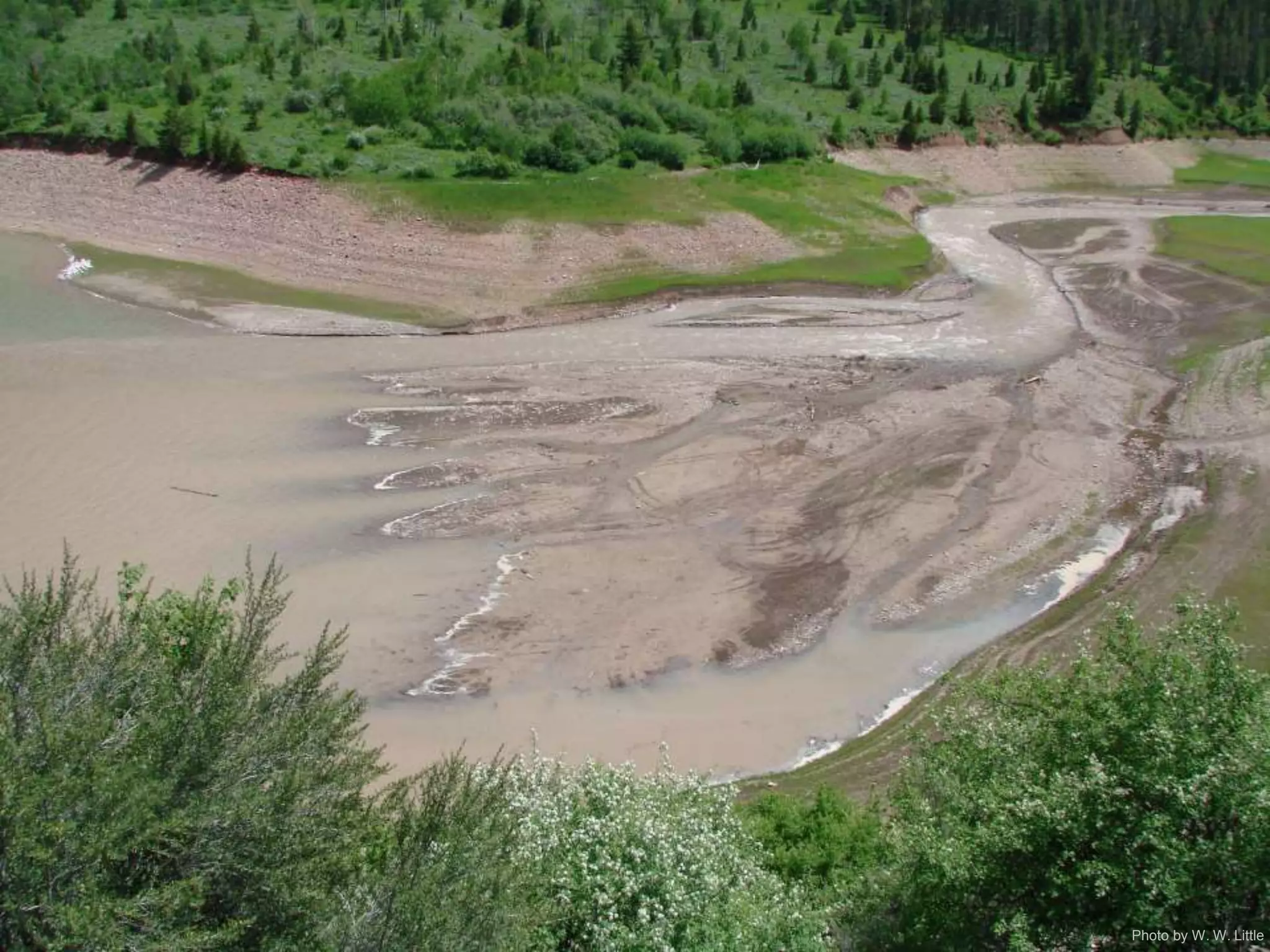 Photo by W. W. Little
 