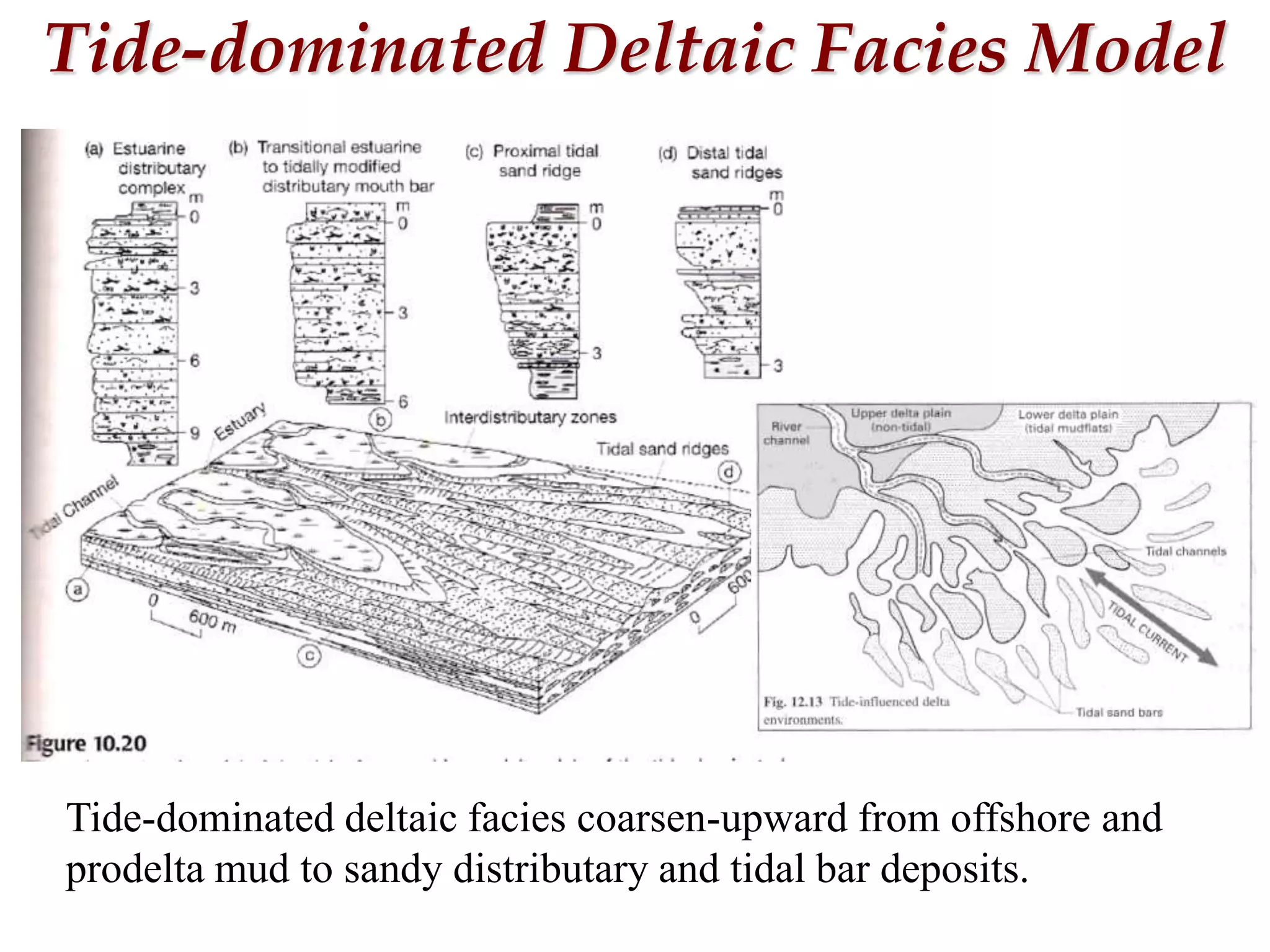 Tide-dominated Deltaic Facies Model
Tide-dominated deltaic facies coarsen-upward from offshore and
prodelta mud to sandy distributary and tidal bar deposits.
 