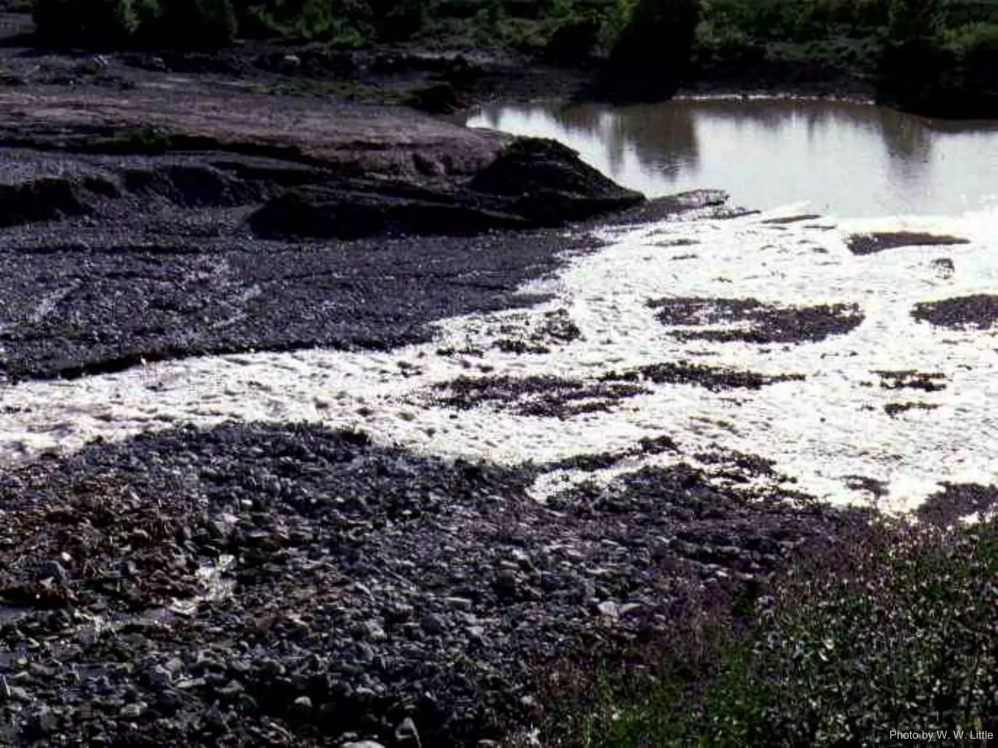 Photo by W. W. Little
 