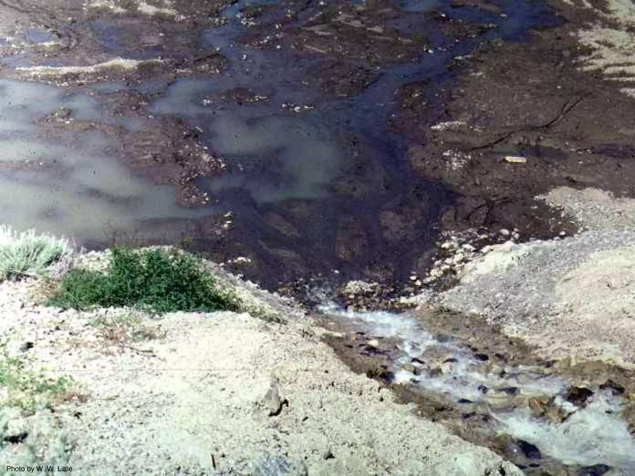 Photo by W. W. Little
 