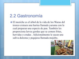 2.2 Gastronomía
 El moriche es el árbol de la vida de los Warao del
tronco extraen una harina llamada yuruma con la
cual preparan una especie de pan. También les
proporciona larvas gordas que se comen fritas,
hervidas o crudas . Adicionalmente le sacan una
saliva dulzona y pegajosa llamada mojobo.
 