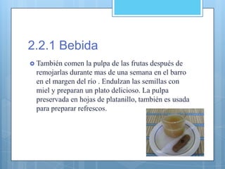 2.2.1 Bebida
 También comen la pulpa de las frutas después de
remojarlas durante mas de una semana en el barro
en el margen del río . Endulzan las semillas con
miel y preparan un plato delicioso. La pulpa
preservada en hojas de platanillo, también es usada
para preparar refrescos.
 