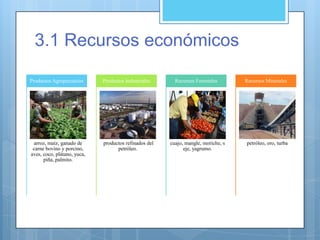 3.1 Recursos económicos
arroz, maíz, ganado de
carne bovino y porcino,
aves, coco, plátano, yuca,
piña, palmito.
Productos Agropecuarios
productos refinados del
petróleo.
Productos Industriales
cuajo, mangle, moriche, s
eje, yagrumo.
Recursos Forestales
petróleo, oro, turba
Recursos Minerales
 