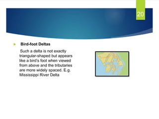  Bird-foot Deltas
Such a delta is not exactly
triangular-shaped but appears
like a bird’s foot when viewed
from above and the tributaries
are more widely spaced. E.g.
Mississippi River Delta
20
 