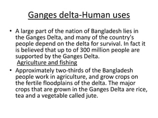Ganges delta-Human uses
• A large part of the nation of Bangladesh lies in
the Ganges Delta, and many of the country's
people depend on the delta for survival. In fact it
is believed that up to of 300 million people are
supported by the Ganges Delta.
Agriculture and fishing
• Approximately two-thirds of the Bangladesh
people work in agriculture, and grow crops on
the fertile floodplains of the delta. The major
crops that are grown in the Ganges Delta are rice,
tea and a vegetable called jute.
 