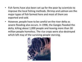 • Fish farms have also been set up for the poor by scientists to
improve the local fishing methods. Shrimp and salmon are the
major types of fish farmed here and most of them are
exported and sold.
• However, people have to be careful on the river delta as
severe flooding also occurs. In 1998, the Ganges flooded the
delta, killing about 1,000 people and leaving more than 30
million people homeless. The rice crops were also destroyed
which left may of the surviving people starving.
 