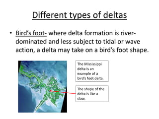 Different types of deltas
• Bird’s foot- where delta formation is river-
dominated and less subject to tidal or wave
action, a delta may take on a bird’s foot shape.
The Mississippi
delta is an
example of a
bird’s foot delta.
The shape of the
delta is like a
claw.
 