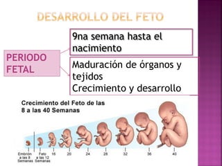 Comprehensive Overview of Fetal Development and Placental Function | PDF