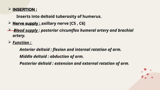  INSERTION :
Inserts into deltoid tuberosity of humerus.
 Nerve supply : axillary nerve [C5 , C6]
 Blood supply : posterior circumflex humeral artery and brachial
artery.
 Function :
Anterior deltoid : flexion and internal rotation of arm.
Middle deltoid : abduction of arm.
Posterior deltoid : extension and external rotation of arm.
 