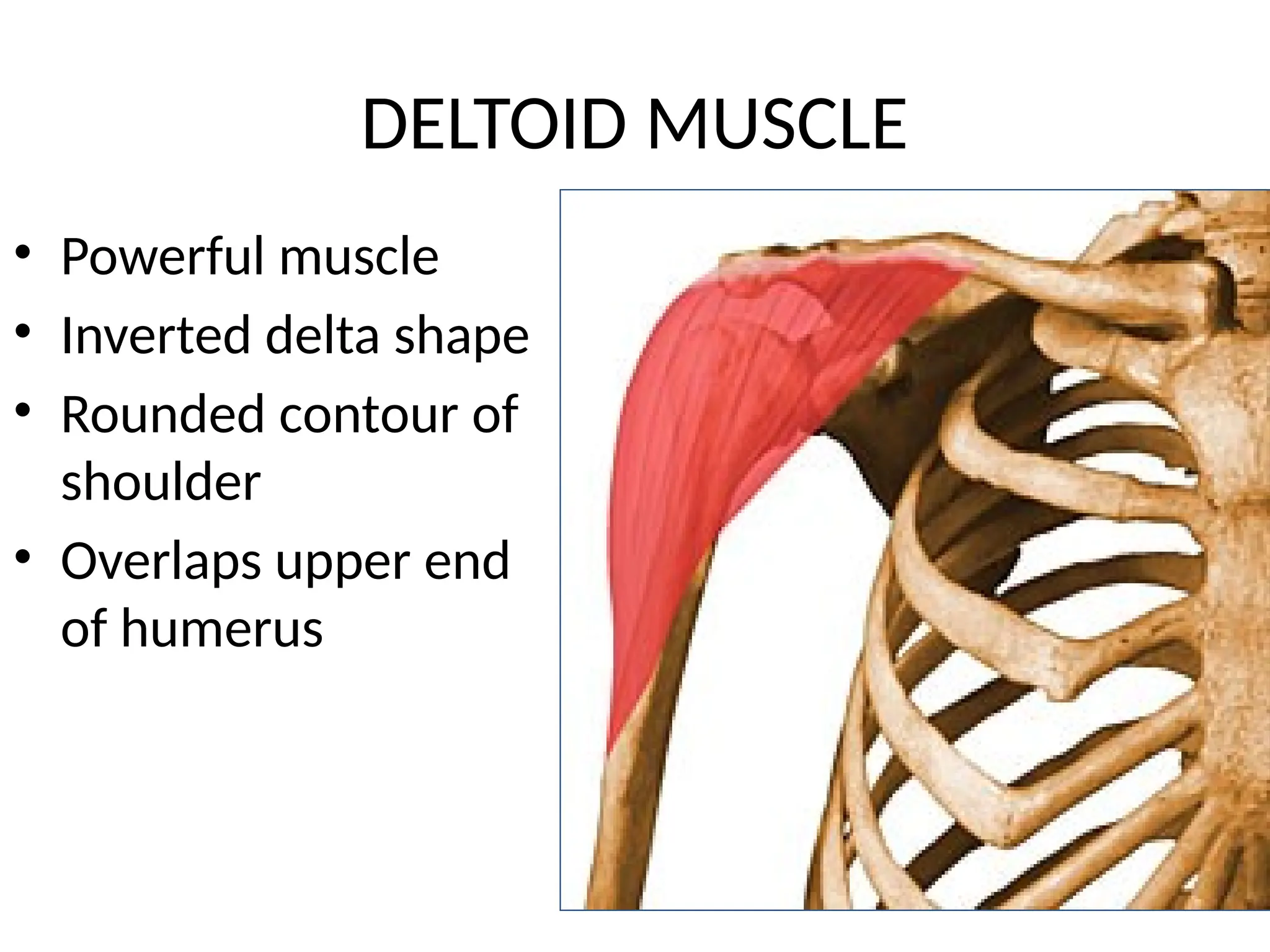 DELTOID MUSCLE & STRUCTURES UNDERCOVER IT INCLUDING INTERMUSCULAR.pptx