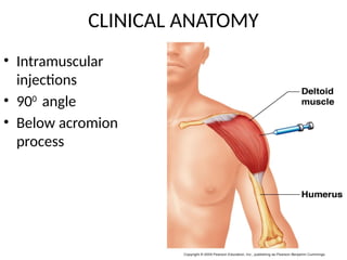 DELTOID MUSCLE & STRUCTURES UNDERCOVER IT INCLUDING INTERMUSCULAR.pptx