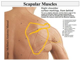 Back, Deltoid, Scapular Muscles and Spaces | PPT